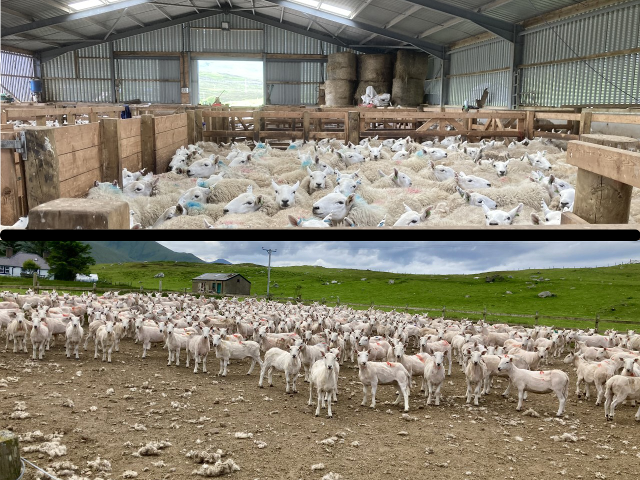 Volunteer Blogs – Maureen Kerr: Sourcing Fleece